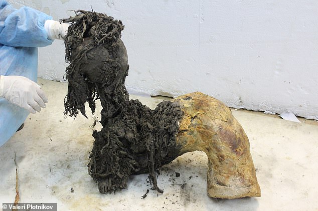 One of Yuka’s legs, illustrating the exceptional preservation of the lower part of the leg after the skin had been removed, which enabled recovery of ancient RNA molecules