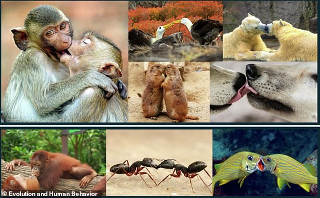 Kissing is found across the animal kingdom in (top panel from clockwise) Rhesus macaques, Galapagos albatross; polar bears, wolves, and prairie dogs. Bottom panel shows non-kissing mouth-to-mouth behaviours (left to right): premastication in orangutans, trophallaxis in ants and kiss-fighting in French grunts