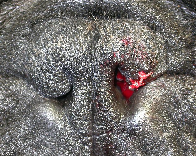 The RVC vets recorded a huge rise in soft tissue surgical procedures from 659 in 2008 to 1,001 in 2018, largely driven by the requirement of RVC surgeons to offer care for flat-faced dogs