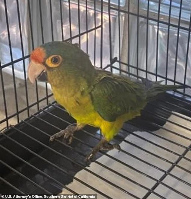 The parakeets were initially treated by veterinarians before being quarantined, and they are now said to be in a stable condition
