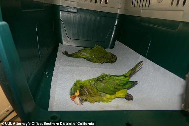 Inside the bags were two rare orange-fronted parakeets. They were both unconscious according to a United States Attorney's Office Southern District of California press release