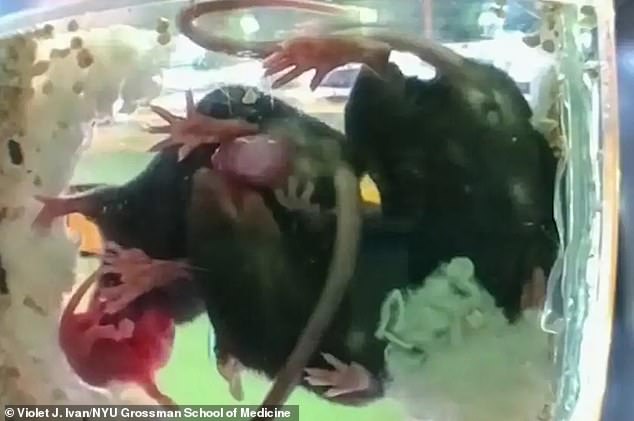 Here, an assistant mouse can be seen gently pulling a stuck pup. The researchers said their findings suggest caregiving may be more common among the species than previously thought