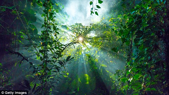 Researchers from the University of Birmingham have discovered that climate change that took place 307 million years ago affected the types of species alive today. The shift caused rain forests around the equator to become drier (file photo)