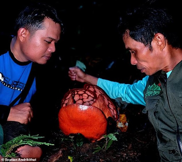 The researchers found an exceptionally rare specimen of Rafflesia hasseltii, known as the 'Tiger-Face Mushroom', which only blooms for a few days after nine months of development