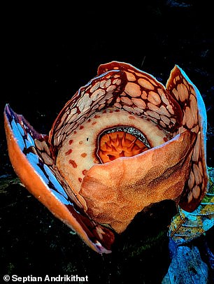 This strange plant only grows in a remote stretch of West Sumatran rainforest that requires a special permit to enter