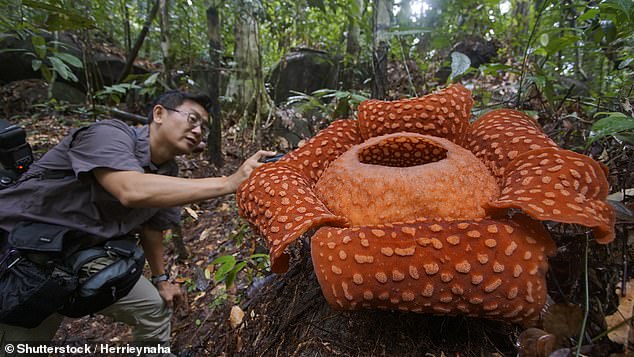 Rafflesia arnoldi is a member of the Rafflesia family, which includes the world's biggest flower (pictured) and are known as 'corpse flowers' due to their pungent smell