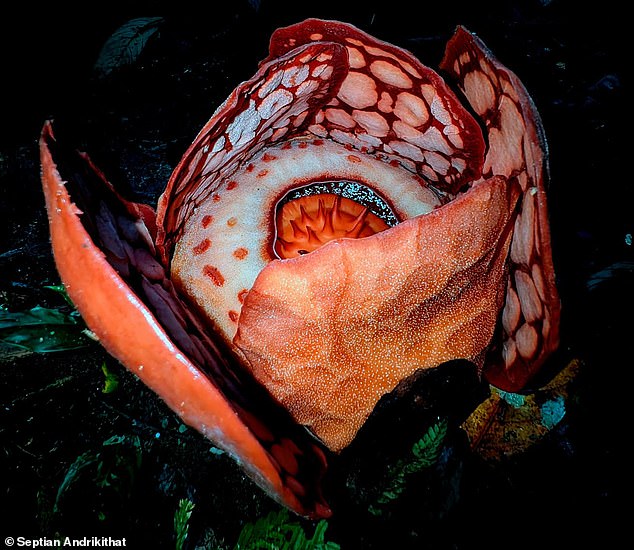 Scientists were looking for the Rafflessia hasseltii as part of an ongoing conservation effort. Currently, around 60 per cent of all Rafflesia species face a severe risk of extinction