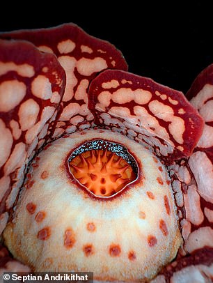 Scientists say that the plant is so rare that it has been seen by more tigers than humans