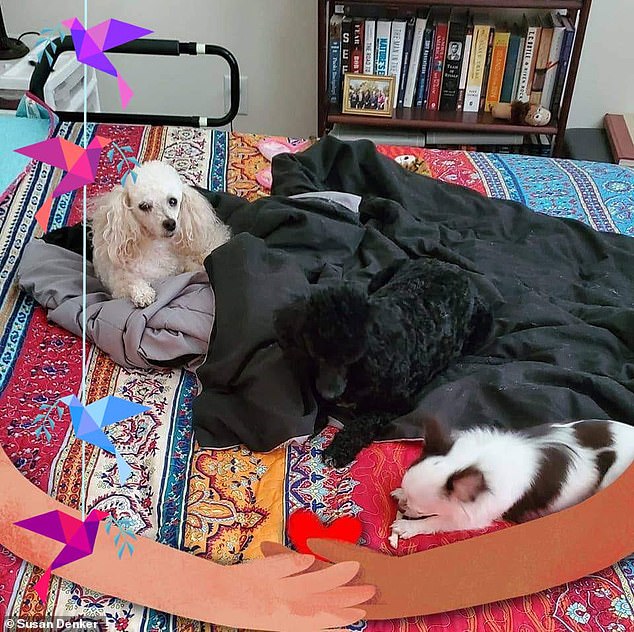 Lily can recognize signs of high blood pressure by sensing pulsations with her muzzle against the neck