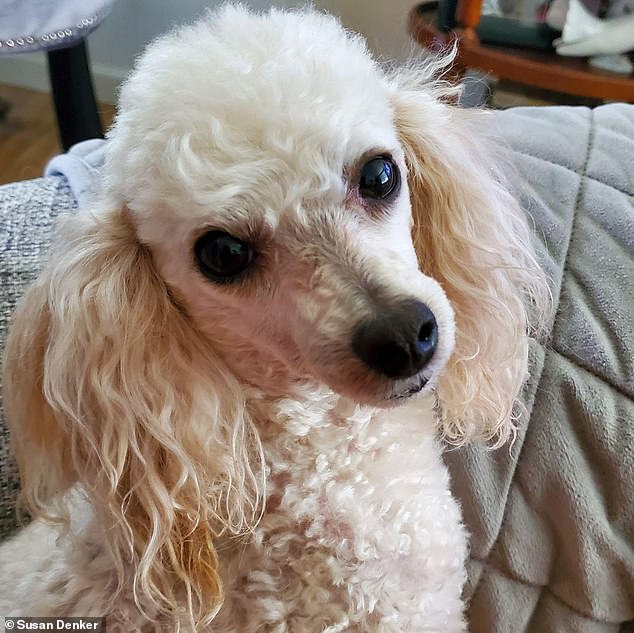 Karen, a friend of Susanne's, rang the doorbell several times and was about to leave when she saw Lily barking and running to the bedroom