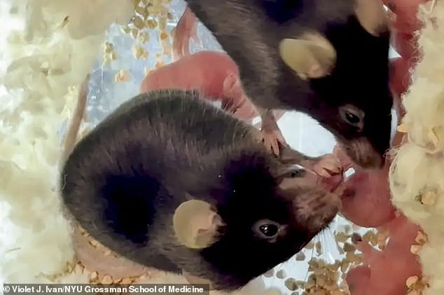 Experienced mouse 'midwives' used their paws and mouths to help extract stuck pups before helping to clean them up