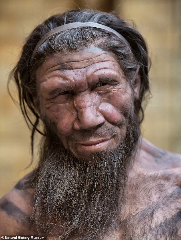 Neanderthals, who were already established in Europe and Asia when homo sapiens left Africa, had large noses, strong double¿arched brow ridge and relatively short and stocky bodies. Pictured, a Neanderthal statue at London's Natural History Museum
