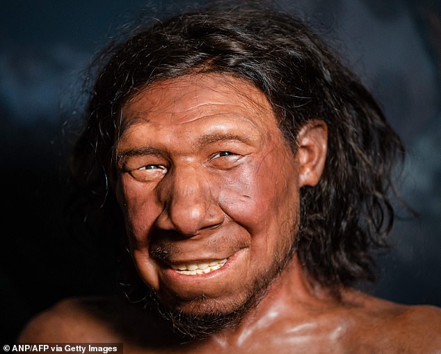 Pictured, reconstruction of the face of the oldest Neanderthal found in the Netherlands, nicknamed Krijn, on display at the National Museum of Antiquities in Leiden