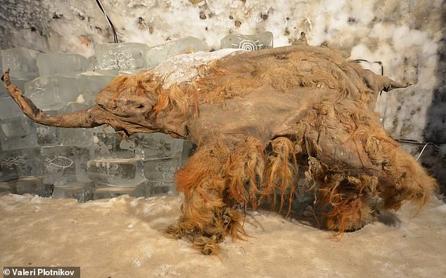 The researchers were able to identify tissue-specific patterns of gene expression in frozen muscle remains from Yuka, a juvenile mammoth (remains pictured)