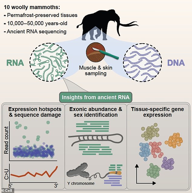 Scientists gained access to exceptionally well-preserved mammoth tissues unearthed from the Siberian permafrost, still containing RNA molecules frozen in time