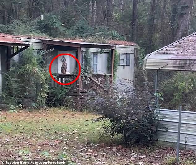 A Mississippi mother spotted one of the escaped monkeys in her backyard on Sunday