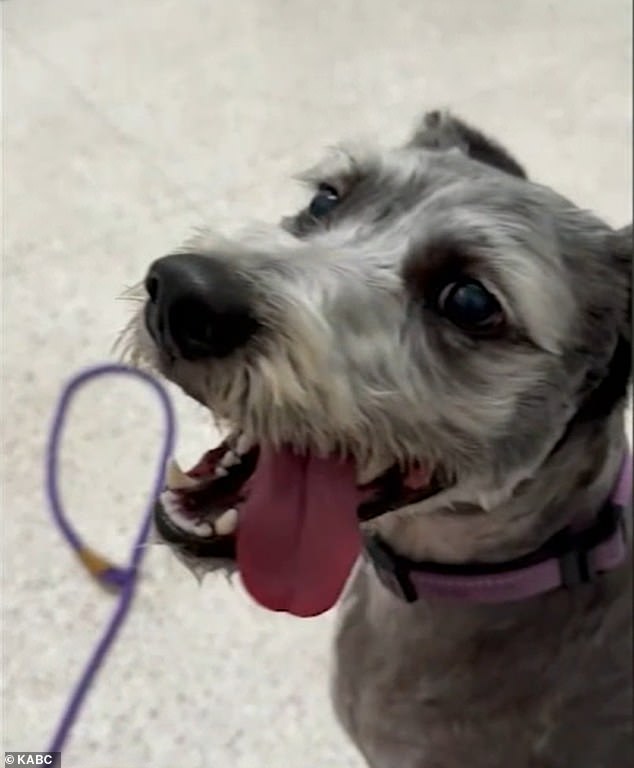 Tobie ingested meth after her daily morning walk in the park, she started twitching and acting strange