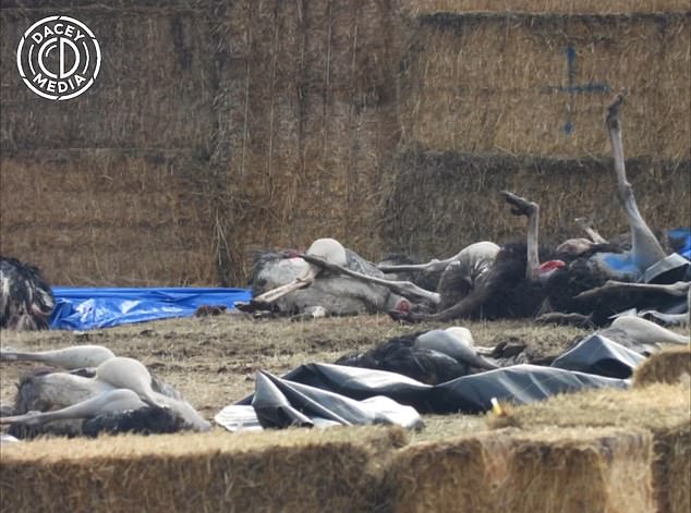 Shocking images of the slaughter on the Canadian farm some of the birds were beheaded