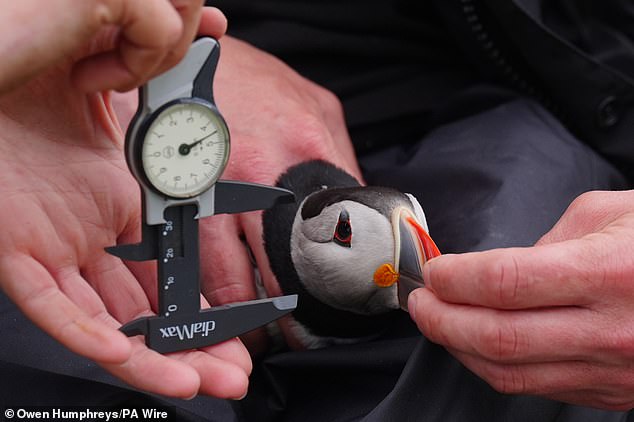 Puffins also live in Farne. Here is one feathery friend pictured in May - during the second annual bird count since Covid