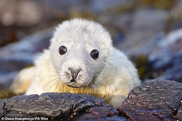When the study first began 73 years ago, only 500 pups were born on Farne Islands. Figures jumped to 3624 last year, and the islands are considered one of England's biggest grey seal colonies