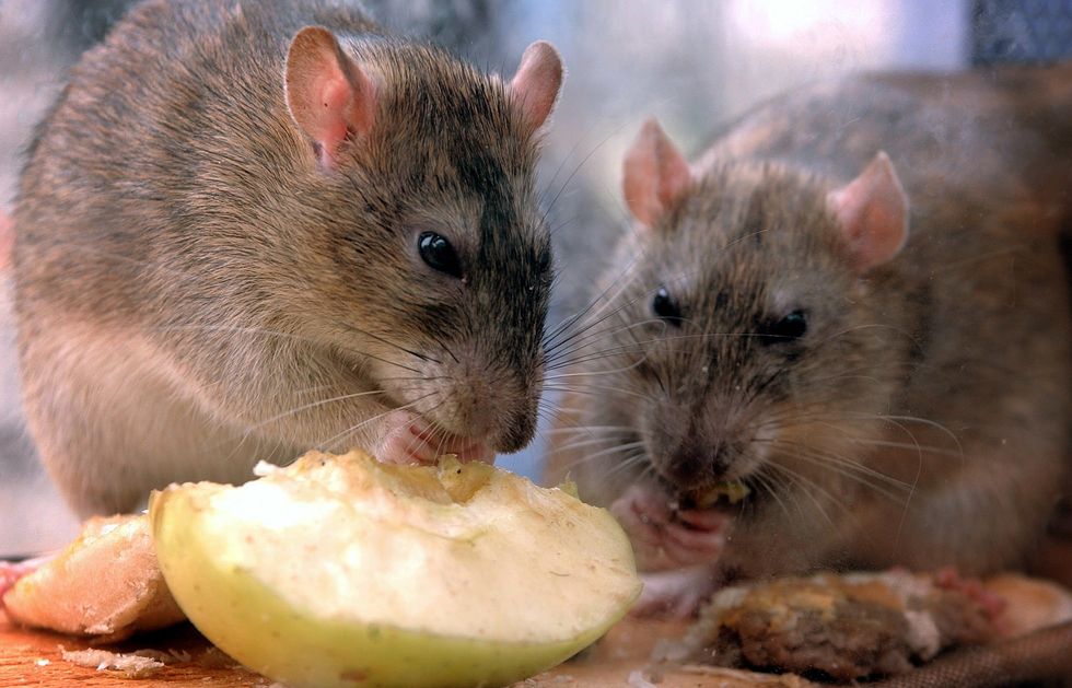 An image of rats nibbling on food