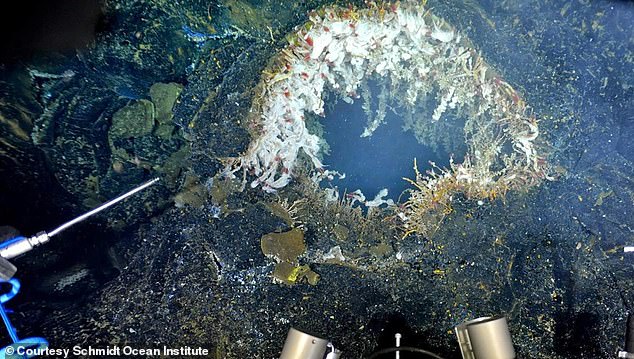 Scientist William Chadwick believes the Axial Seamount (picture) is likely to erupt before the end of 2025