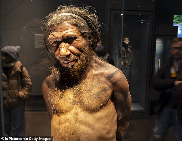 Neanderthals, who were already established in Europe and Asia when homo sapiens left Africa, had large noses, strong double-arched brow ridge and relatively short and stocky bodies. Reasons for their demise vary, but experts have suggested they were vulnerable to climate change or lost violent battles with homo sapiens for resources, like food and shelter. Pictured, a Neanderthal man at the human evolution exhibit at the Natural History Museum