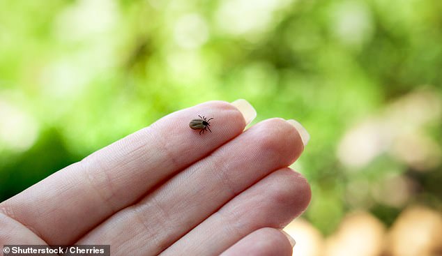 A mysterious death in New Jersey has now been identified as the first documented fatality caused by a rare tick-bite complication which is becoming increasingly common (stock image)