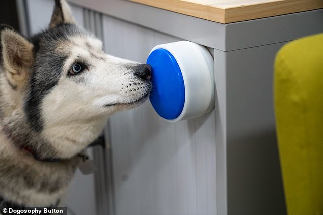 Scientists have created a button that allows dogs to control household appliances, even turning on the kettle to make you a cup of tea