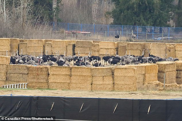 Hundreds of ostriches were wrangled inside a pen on the farm Thursday