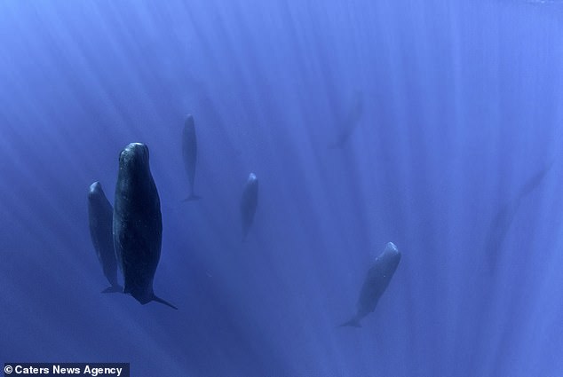 AI has helped researchers discovered that sperm whales have a complex language of vowels and grammatical rules just like humans