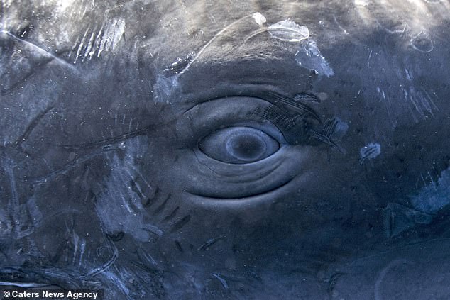 A closeup of the eye of a sperm whale. Scientists have just decoded the strange clicking noises these mammals make as they interact with each other