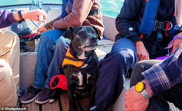 According to the study, Plymouth is the best UK city to be a dog in (stock image of a dog in a boat off the coast of Plymouth)