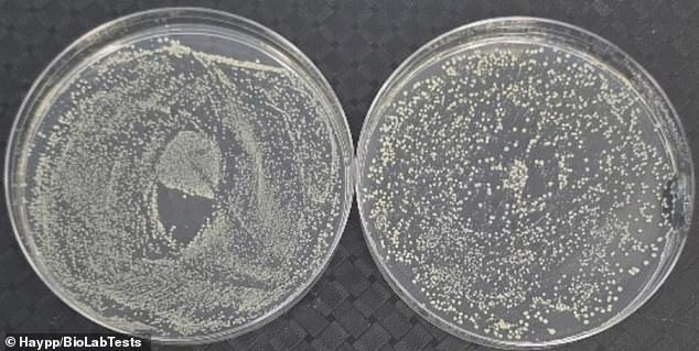 Lab experiments suggest the warm, moist environment of a vape mouthpiece can quickly become a breeding ground for bacteria and fungi if not cleaned regularly. Pictured, swab results of the vape mouthpiece after two weeks