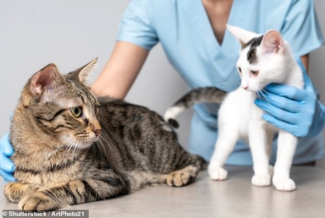 Rising costs: The CMA had previously raised concerns that rapid consolidation in the sector had exacerbated price inflation