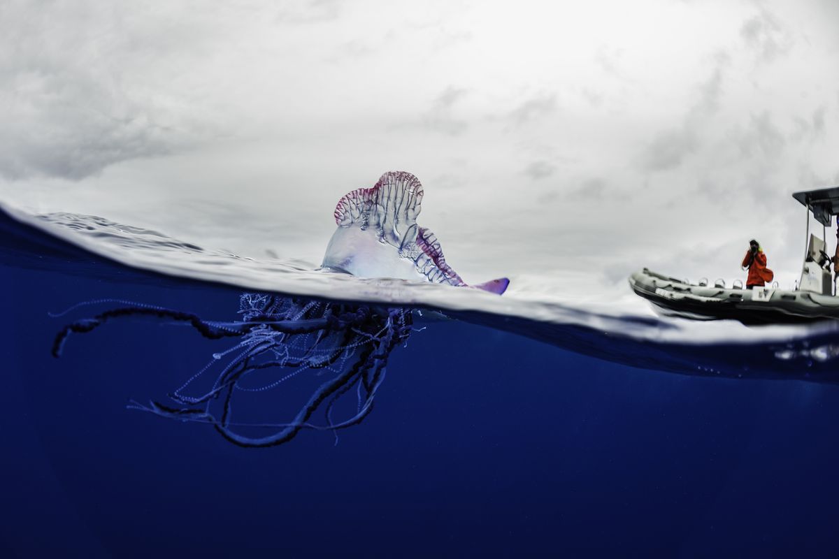 Portuguese Man O' War jellyfish