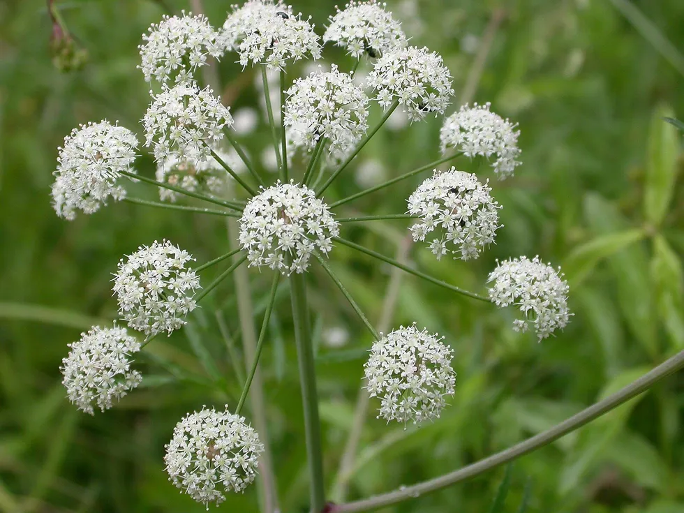 Hemlock Water Dropwort flowers