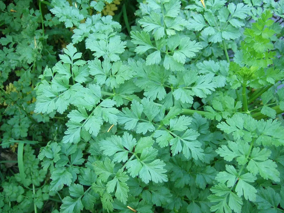 Hemlock Water Dropwort