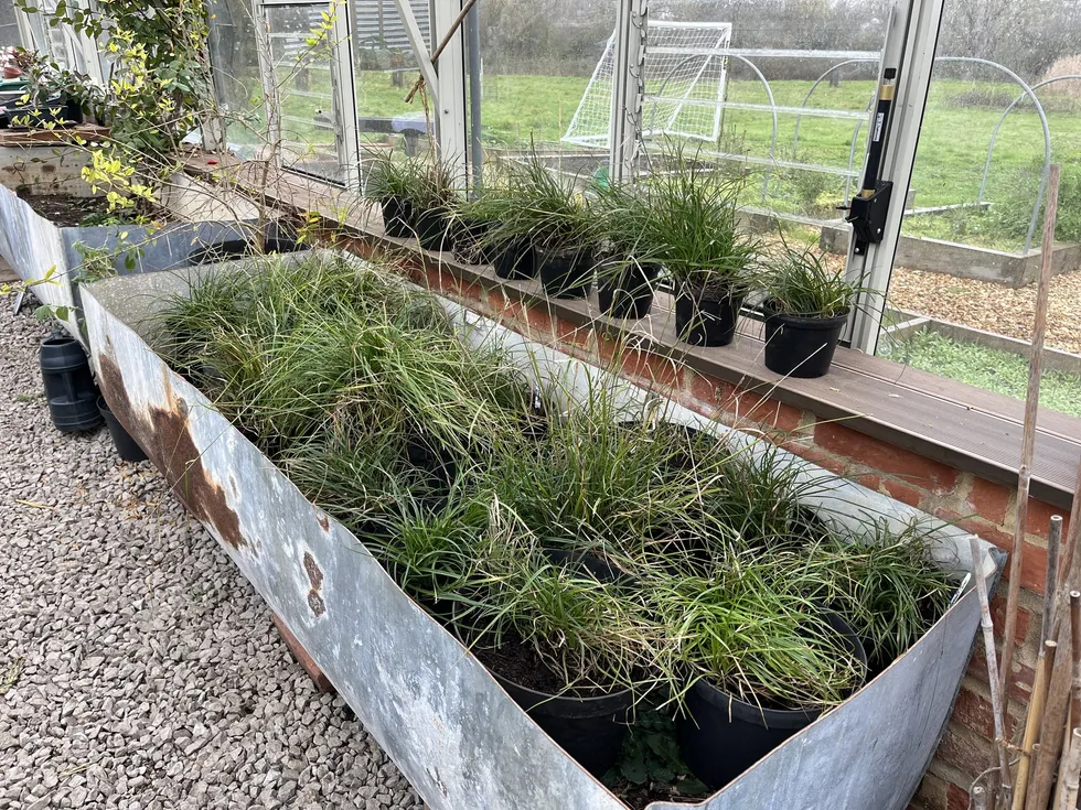Starved wood-sedge at a specialist plant nursery facility