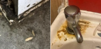 Squirming maggots discovered in ‘very dirty’ pizza takeaway