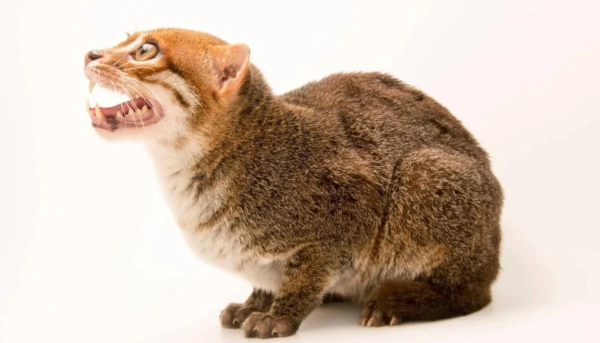 The conservation authorities informed that an elusive wild cat long feared extinct has been rediscovered three decades since they last recorded in 1995