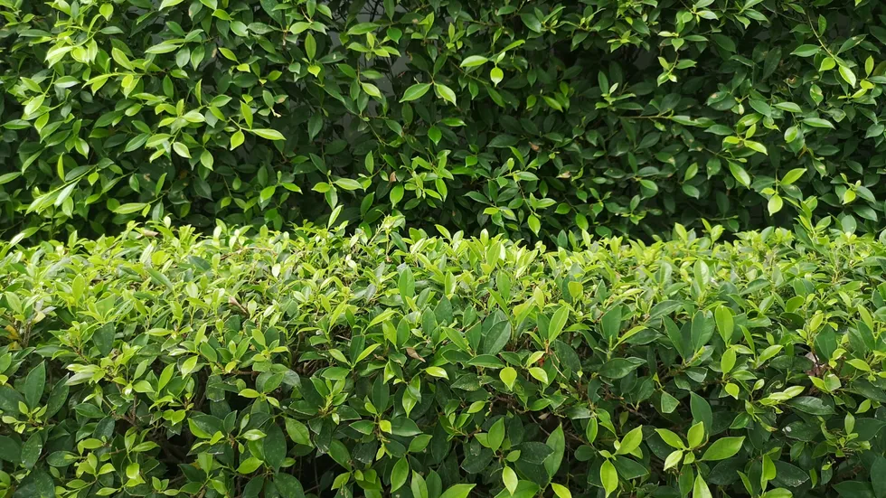 Hedge