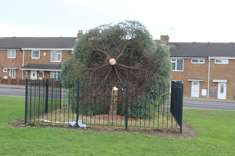 Christmas tree chopped down