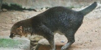 World’s rarest flat-headed cats rediscovered in Thailand after 30 years
