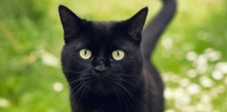 Cat returns to Cambridgeshire home five years after disappearing