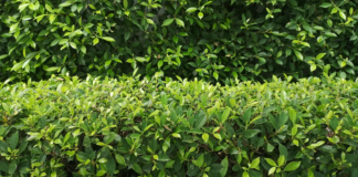 Merseyside pensioner forced to cut back ‘obstructive’ hedge after headed row with ‘nosy’ resident