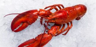$400,000 worth of lobster stolen en route to Costco wholesale stores in US | US News