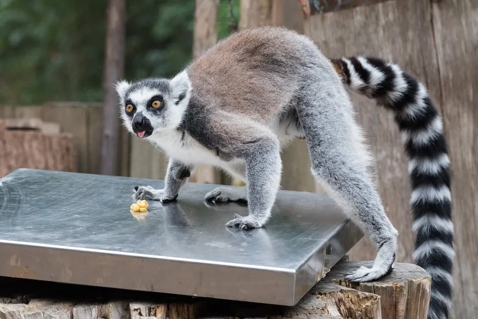 Ring tailed lemur