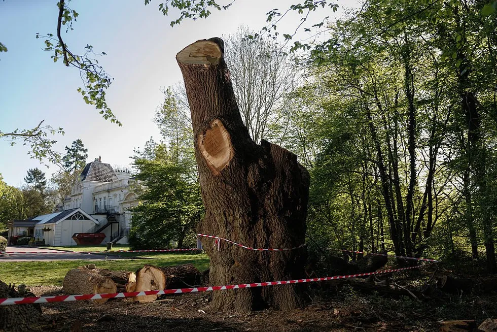 \u200bThe 'Guy Fawkes Oak'