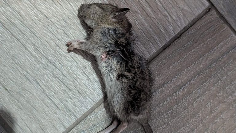 Some people's homes have been infested by rats